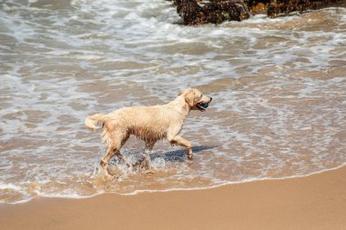 Küçük dalgalarla dolu bir plajın kenarında eğlenen ıslak beyaz bir köpek. Evcil hayvan. Brezilya