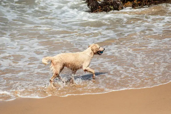 Küçük dalgalarla dolu bir plajın kenarında eğlenen ıslak beyaz bir köpek. Evcil hayvan. Brezilya