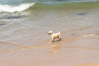 Küçük dalgalarla dolu bir plajın kenarında eğlenen ıslak beyaz bir köpek. Evcil hayvan. Brezilya