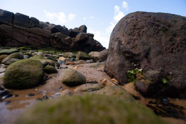 Plajın kenarında dokuyla dolu ıslak kaya oluşumu. Korunmuş çevre. Brezilya