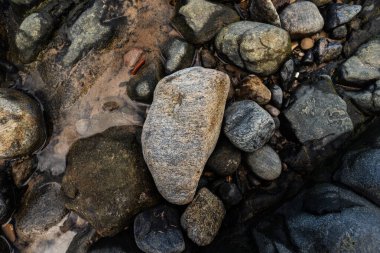 Plajın kenarında ıslak taşlar ve kayalar. Korunmuş çevre. Yaşayan doğa.