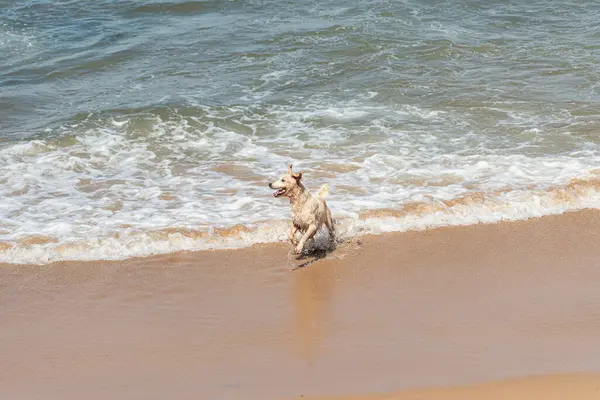 Küçük dalgalarla dolu bir plajın kenarında eğlenen ıslak beyaz bir köpek. Evcil hayvan. Brezilya