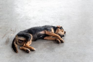 Siyah, kürklü, safkan bir köpek bir caddenin kaldırımında huzur içinde uyuyor. Sahibi olmayan bir hayvan. Brezilya