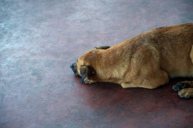 Açık kahverengi köpek, terk edilme belirtileriyle bir caddenin kaldırımında uyuyor. Sokak hayvanı. Brezilya