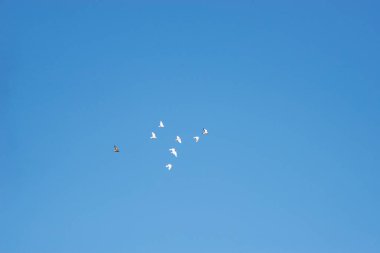 Bir grup kuş havada uçuyor. Vahşi yaşam