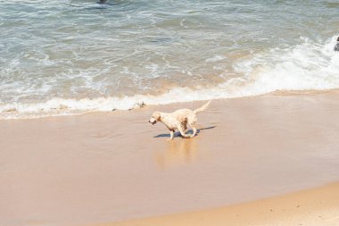 Küçük dalgalarla dolu bir plajın kenarında eğlenen ıslak beyaz bir köpek. Evcil hayvan. Brezilya