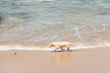Küçük dalgalarla dolu bir plajın kenarında eğlenen ıslak beyaz bir köpek. Evcil hayvan. Brezilya