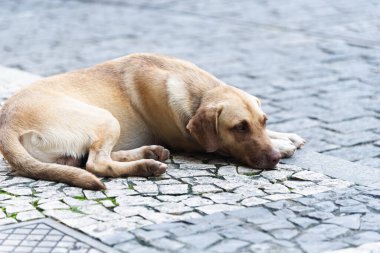 Karamelli kahverengi bir köpek sokakta yerde uyuyor. Sokak hayvanı.