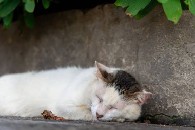 Siyah bir duvarın köşesinde uyuyan beyaz bir kedi. Sokak hayvanı.