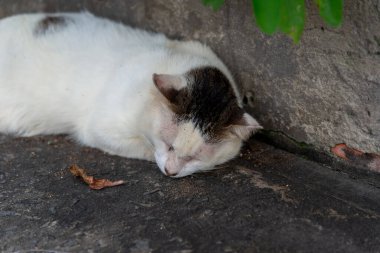 Siyah bir duvarın köşesinde uyuyan beyaz bir kedi. Sokak hayvanı.