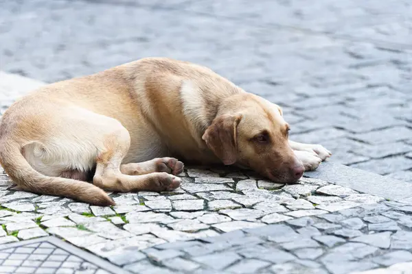 Karamelli kahverengi bir köpek sokakta yerde uyuyor. Sokak hayvanı.
