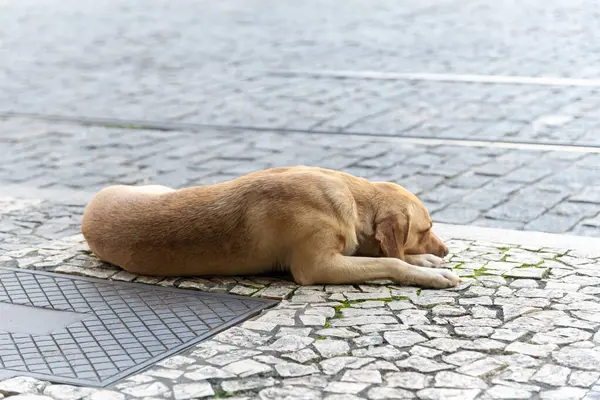 Karamelli kahverengi bir köpek sokakta yerde uyuyor. Sokak hayvanı.