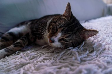 Kanepede uyuyan bir tekir kedi. Evcil hayvan, memeli. Kedi.