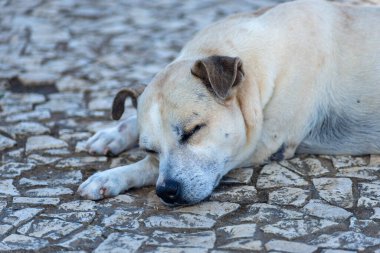 Terk edilmiş, yaralı, açık kahverengi bir köpek kaldırımda uyuyor. Brezilya.