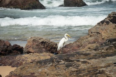 Sahildeki kayalıklarda büyük bir balıkçıl. Yiyecek arayan vahşi bir hayvan. Brezilya
