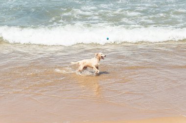 Küçük dalgalarla dolu bir plajın kenarında eğlenen ıslak beyaz bir köpek. Evcil hayvan. Brezilya