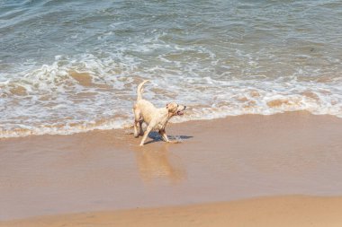 Küçük dalgalarla dolu bir plajın kenarında eğlenen ıslak beyaz bir köpek. Evcil hayvan. Brezilya