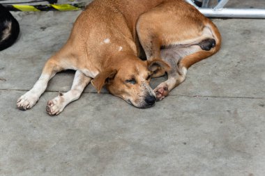 Kahverengi köpek bir caddenin kaldırımında huzur içinde uyuyor. Sokak hayvanı. Brezilya