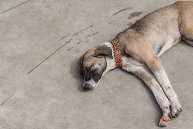 Açık kahverengi köpek, terk edilme belirtileriyle bir caddenin kaldırımında uyuyor. Sokak hayvanı. Brezilya