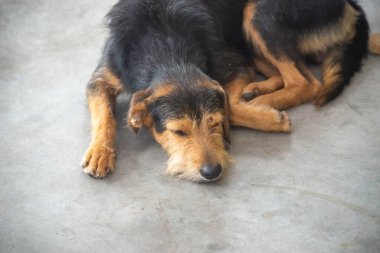 Siyah kıllı köpek dinleniyor ve hareketlere dikkat ediyor. Sahipsiz bir hayvan.