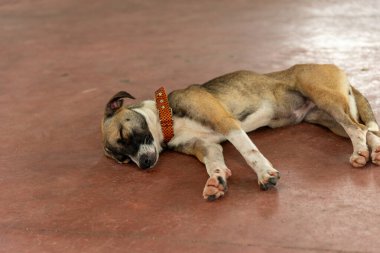 Açık kahverengi köpek, terk edilme belirtileriyle bir caddenin kaldırımında uyuyor. Sokak hayvanı. Brezilya
