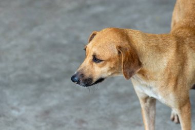 Caddede duran karamel renkli köpek. Sahibi olmayan bir hayvan. Brezilya