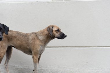 İki sokak köpeği kaldırımda hareketi izliyor. Hayvan yaşamı.