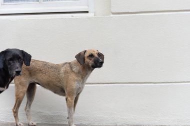 İki sokak köpeği kaldırımda hareketi izliyor. Hayvan yaşamı.
