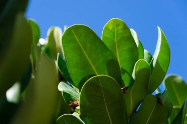 Mavi gökyüzüne karşı yeşil yaprakların ayrıntıları. Flora. Çevre.