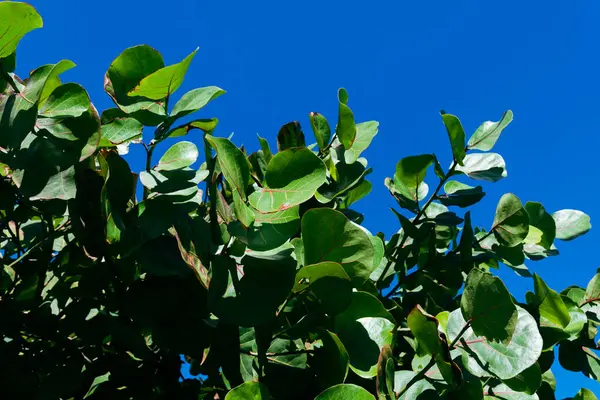 Mavi gökyüzüne karşı yeşil yaprakların ayrıntıları. Flora. Çevre.