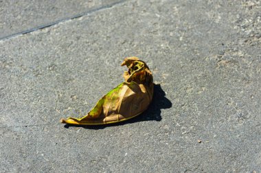 Kaldırımda kurumuş, ölü bir yaprak. Durgun hayat. Sezon. Brezilya.