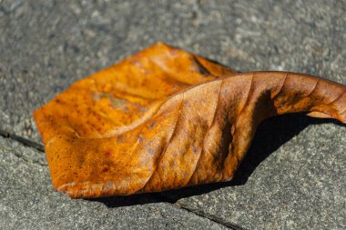Caddenin köşesinde kurumuş, kırmızımsı bir yaprağın yakın çekimi. Durgun hayat. Sezon. Brezilya.
