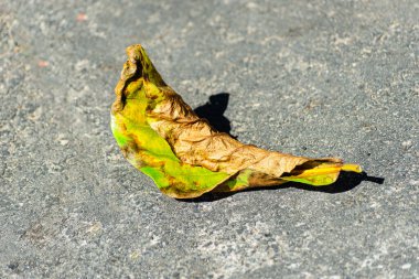 Kaldırımda kurumuş, ölü bir yaprak. Durgun hayat. Sezon. Brezilya.