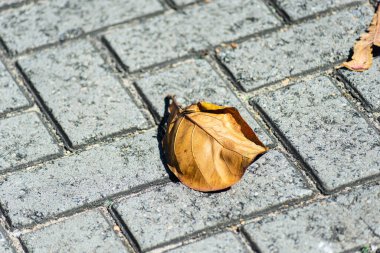 Sokak zemininde kuru yapraklar. Durgun hayat. Yılın sezonu. Brezilya.