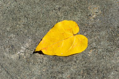 Caddenin köşesindeki kuru, sarı, kalp şeklinde bir yaprağın yakın çekimi. Durgun hayat. Sezon. Brezilya.