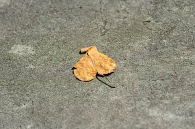 Kaldırımda kurumuş, ölü bir yaprak. Durgun hayat. Sezon. Brezilya.