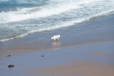 Sahilde oynayan ve yürüyen büyük beyaz bir köpek. Evcil hayvan eğleniyor. Brezilya
