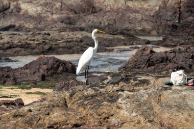 Sahildeki kayalıklarda yürüyen büyük bir balıkçıl. Yiyecek arayan vahşi bir hayvan. Brezilya