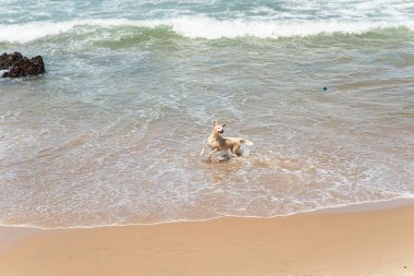 Küçük dalgalarla dolu bir plajın kenarında eğlenen ıslak beyaz bir köpek. Evcil hayvan. Brezilya