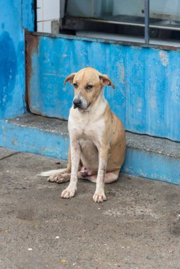 Açık kahverengi ve beyaz köpek, yorgun ya da hasta bir ifadeyle kaldırımda oturuyor. Sokak hayvanı. Brezilya