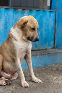 Açık kahverengi ve beyaz köpek, yorgun ya da hasta bir ifadeyle kaldırımda oturuyor. Sokak hayvanı. Brezilya