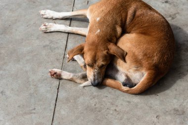 Kahverengi köpek bir caddenin kaldırımında huzur içinde uyuyor. Sokak hayvanı. Brezilya