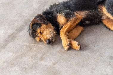 Siyah, kürklü, safkan bir köpek bir caddenin kaldırımında huzur içinde uyuyor. Sahibi olmayan bir hayvan. Brezilya