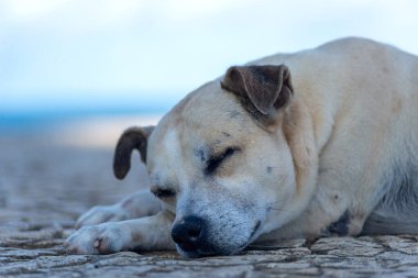 Terk edilmiş, yaralı, açık kahverengi bir köpek kaldırımda uyuyor. Brezilya.