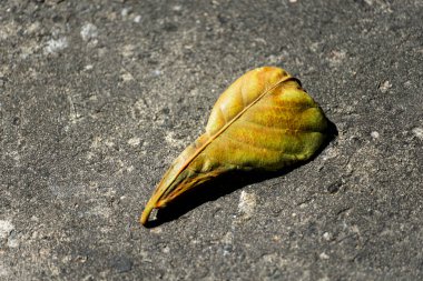 Kaldırımda kurumuş, ölü bir yaprak. Durgun hayat. Sezon. Brezilya.