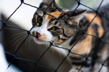 Güvenlik ağından kameraya bakan tekir bir kedi. Evcil hayvan. Kedi. Güzel.