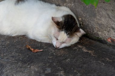 Siyah bir duvarın köşesinde uyuyan beyaz bir kedi. Sokak hayvanı.