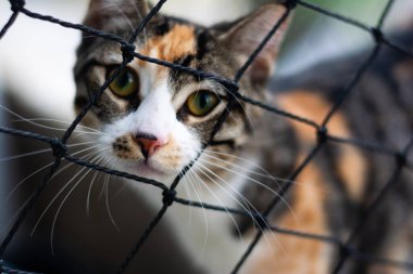 Güvenlik ağından kameraya bakan tekir bir kedi. Evcil hayvan. Kedi. Güzel.