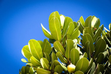 Yeşil bitki yapraklarına yakın çekim. Botanik. Vahşi yaşam.