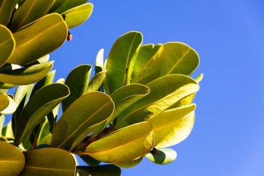 Yeşil bitki yapraklarına yakın çekim. Botanik. Vahşi yaşam.